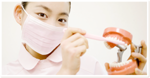 歯の模型と歯科医